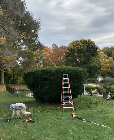 Tree Services